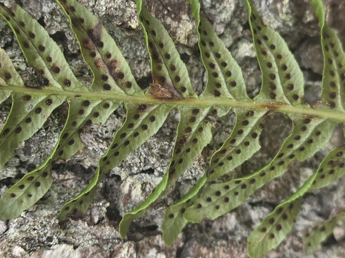 Polypodium × mantoniae, photograph 5