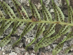 Polypodium × mantoniae, photograph Matthew Flood, CC BY, iNaturalist via GBIF