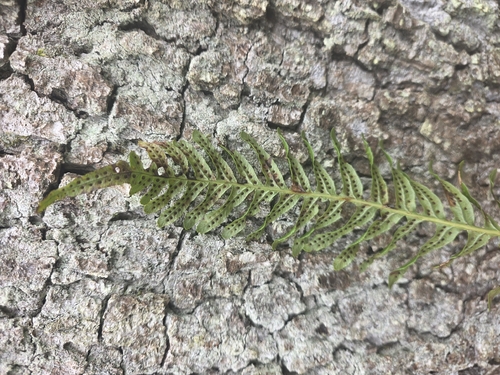 Polypodium × mantoniae, photograph 6