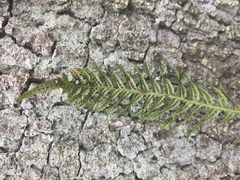 Polypodium × mantoniae, photograph Matthew Flood, CC BY, iNaturalist via GBIF