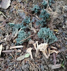 Phaeoclavulina cyanocephala