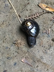 Victaphanta compacta
