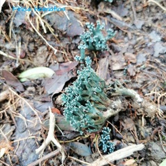 Phaeoclavulina cyanocephala