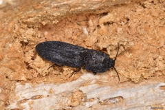 Lacon punctatus