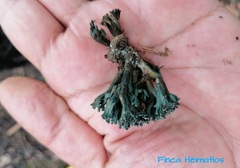 Phaeoclavulina cyanocephala