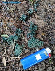 Phaeoclavulina cyanocephala