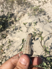 Holbrookia propinqua