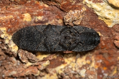 Lacon punctatus