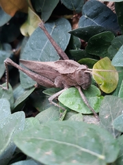 Xyleus discoideus discoideus