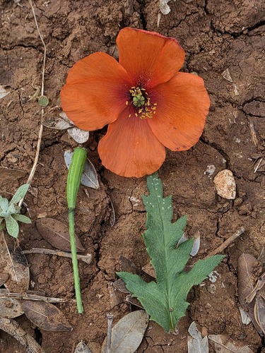 Mediterranean Poppy