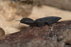 Lacon punctatus