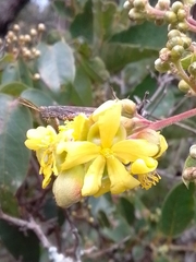 Davilla elliptica