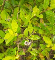 Argiope argentata