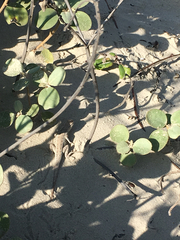 Holbrookia propinqua