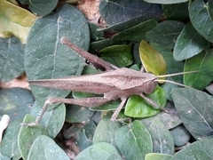 Xyleus discoideus discoideus