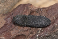Lacon punctatus