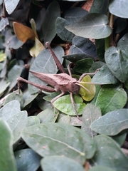 Xyleus discoideus discoideus