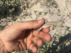 Holbrookia propinqua