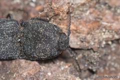Lacon punctatus