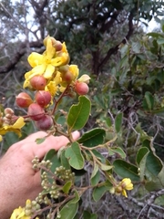 Davilla elliptica