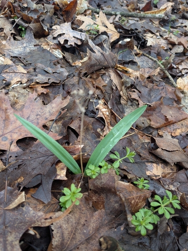narrowleaf wild leek (Allium burdickii)
