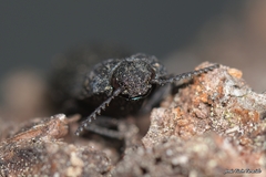 Lacon punctatus