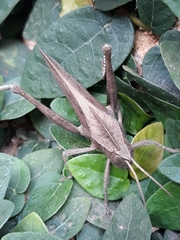 Xyleus discoideus discoideus