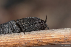 Lacon punctatus