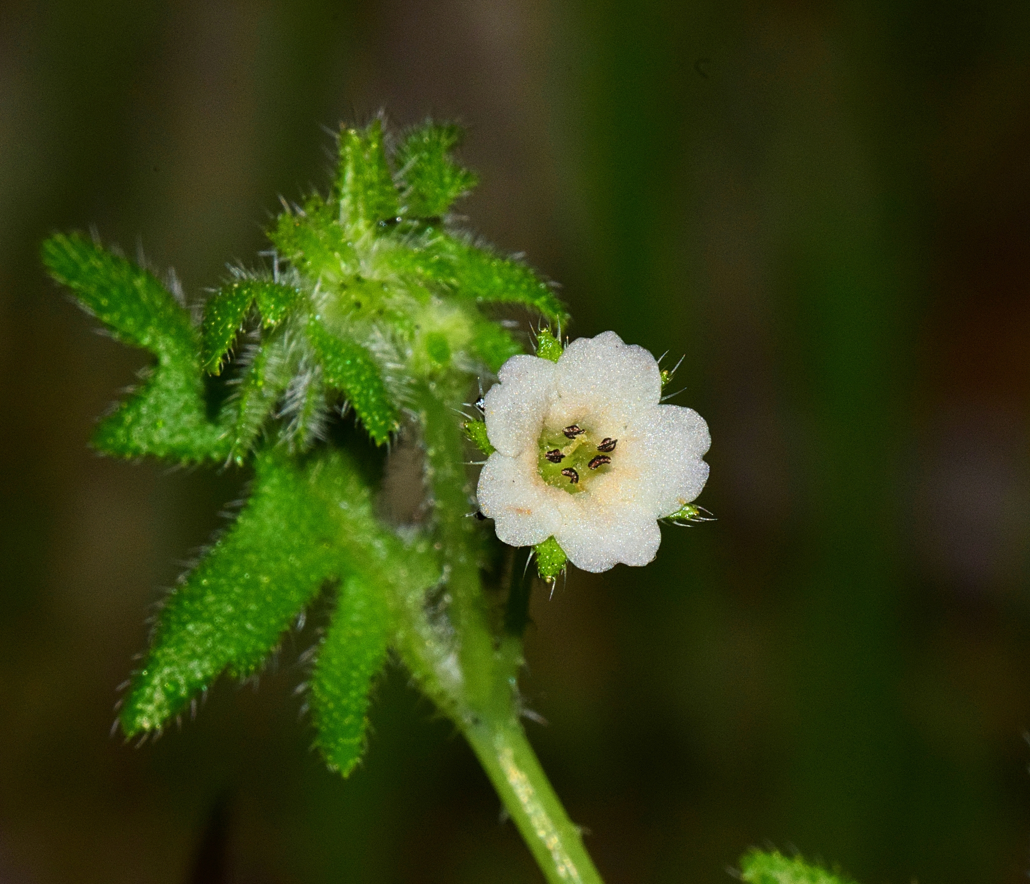 Pholistoma racemosum