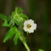 Pholistoma racemosum - Photo (c) Daniel Palmer, algunos derechos reservados (CC BY-NC-SA), uploaded by Daniel Palmer