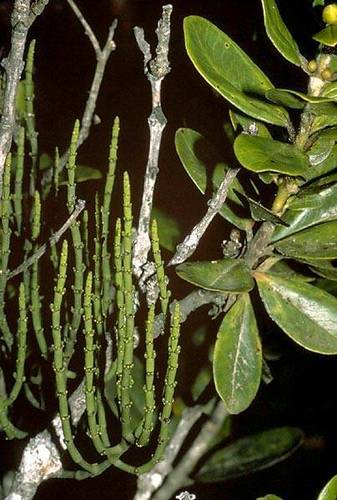 Korthalsella remyana