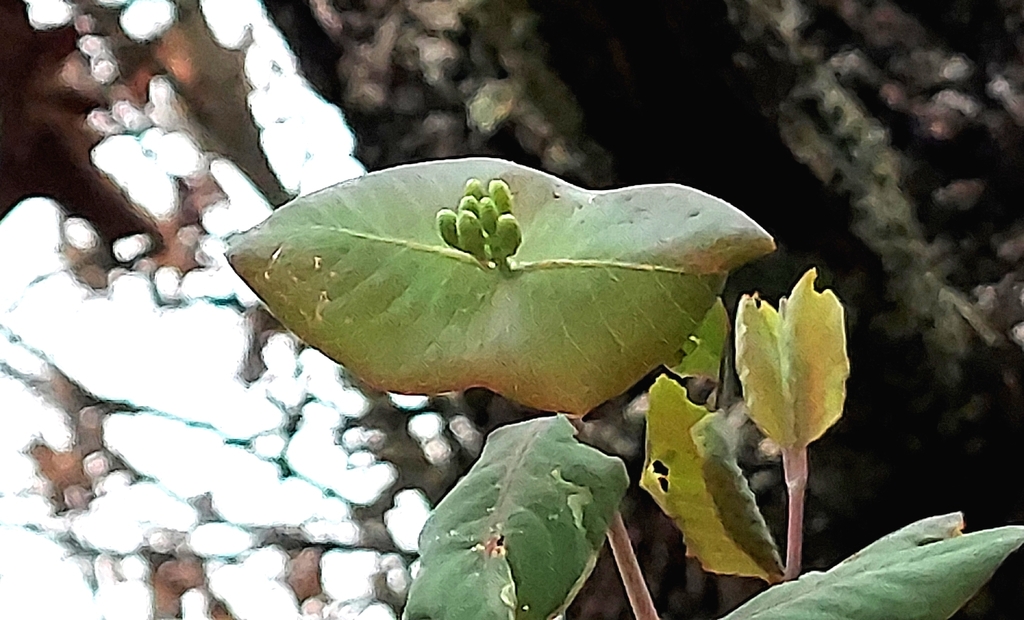 Lonicera flava; photograph (c) florawhite, some rights reserved (CC BY)
