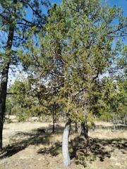Juniperus deppeana robusta