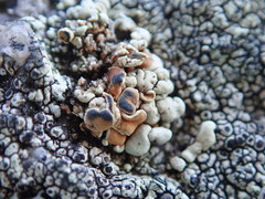 Rhizoplaca subdiscrepans