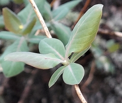 Lonicera flava, photograph (c) florawhite, some rights reserved (CC BY)