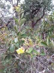 Davilla elliptica