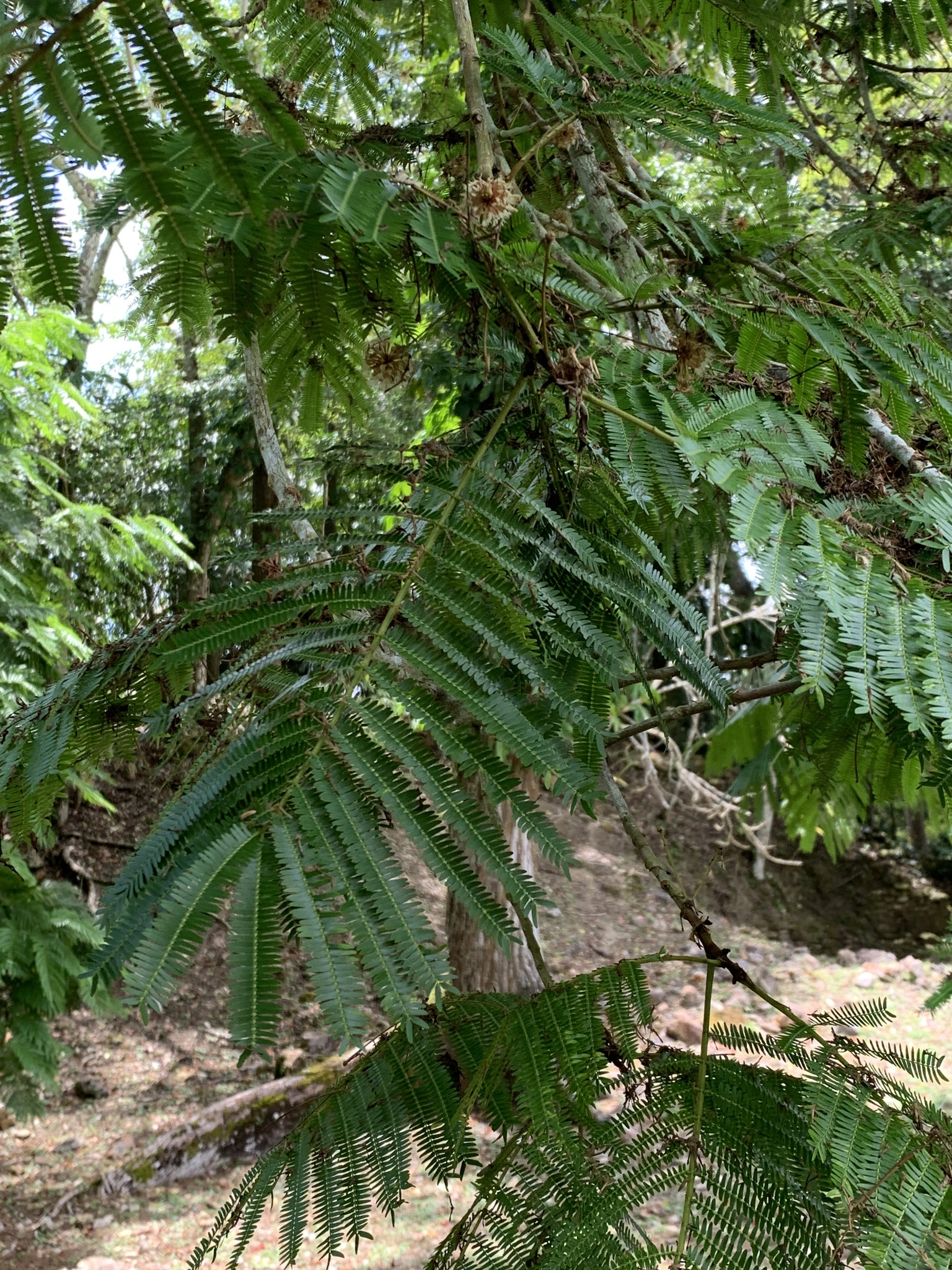 Wild Tamarind (Cojoba arborea)