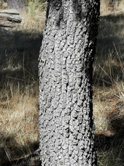 Juniperus deppeana robusta
