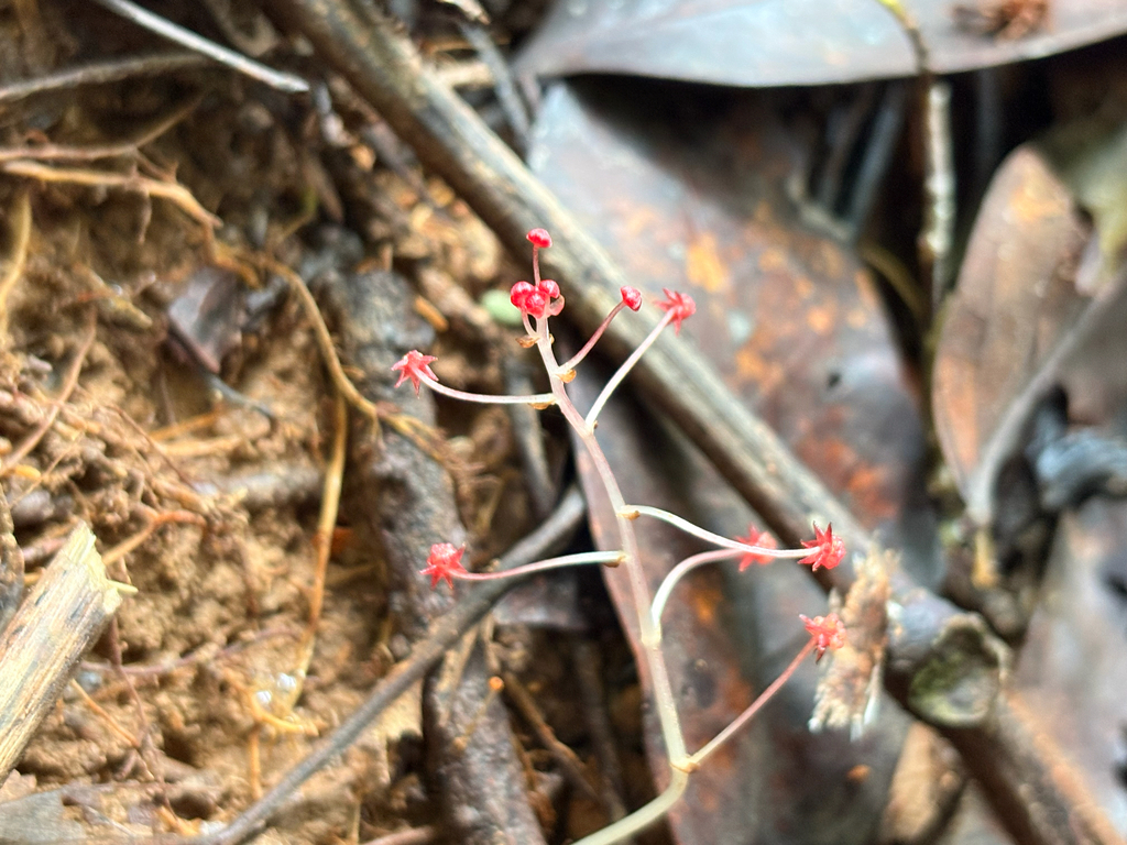 Sciaphila oligantha
