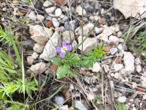 Malcolmia flexuosa, photograph 3