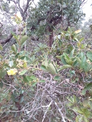Davilla elliptica