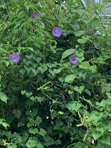 Ipomoea crinicalyx, photograph 4