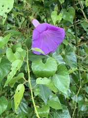 Ipomoea crinicalyx, photograph (c) saltyhiker, some rights reserved (CC BY)