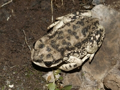 Rhinella arunco