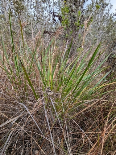 Andropogon tenuispatheus, 2026-03-26