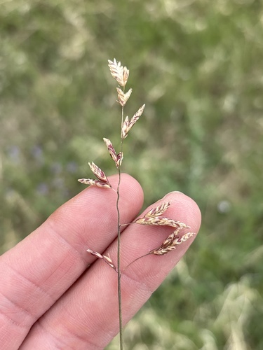 Texas Fluffgrass (Tridens texanus)