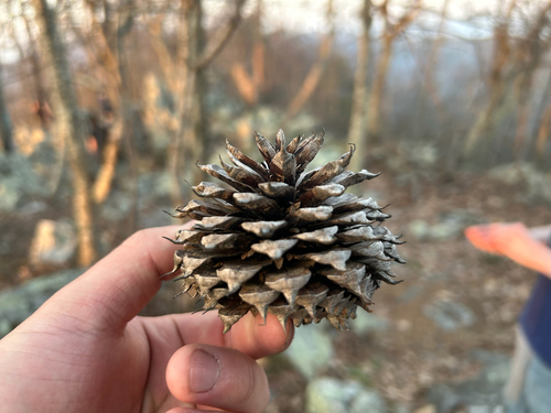 Table Mountain pine (Pinus pungens)