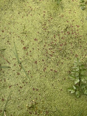 Spirodela polyrhiza