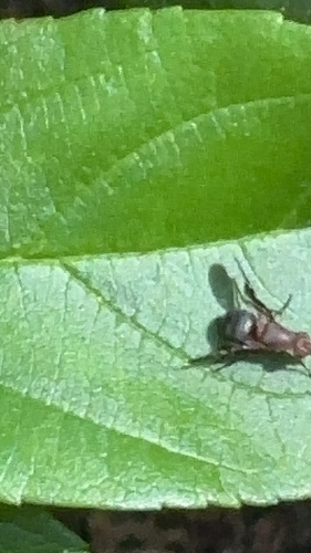 Unknown species found near Bellaire, TX 77401, USA