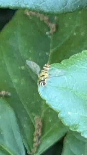 Unknown species found near Bellaire, TX 77401, USA